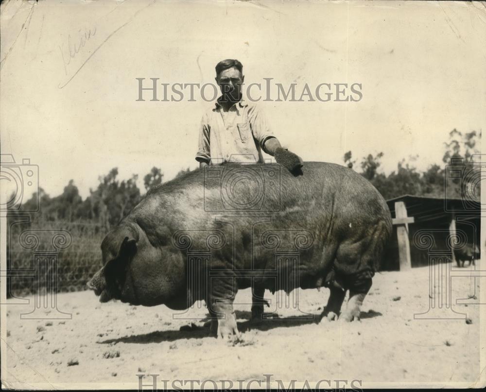 1927 Press Photo W. Johnson &amp; his 925 lbs Hog, California&#39;s largest hog - Historic Images