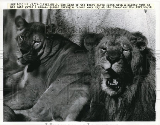 1977 Press Photo The King of the Beast at the Cleveland Zoo - Historic Images