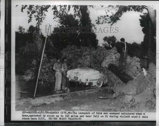 1956 Press Photo driver escapes uninjured, tree uprooted lands on car - Historic Images