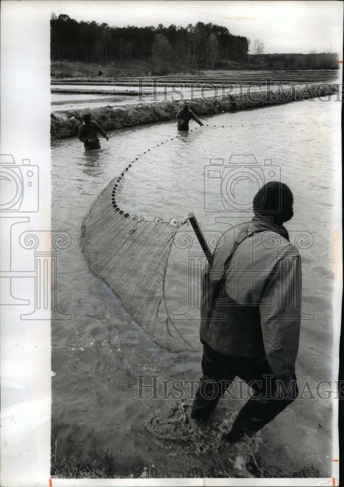 1969 Press Photo Farmers Harvest Catfish with Net - nee12494 - Historic Images