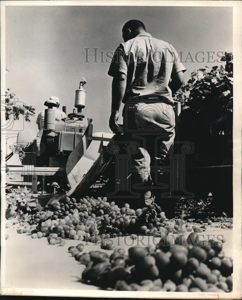 1961 Press Photo Mechanical Grape Harvester Does Work of 100 Employees - Historic Images