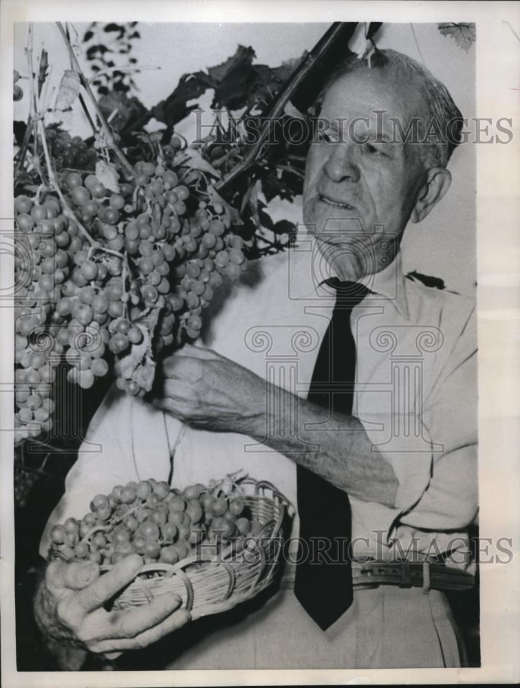 1957 Press Photo Joseph Lating displays clusters of grapes - Historic Images