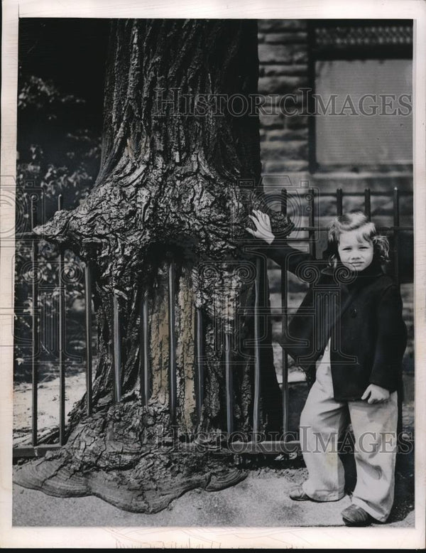 1960 Press Photo Little Jay Roth By Tree Growing Over Fence - Historic ...