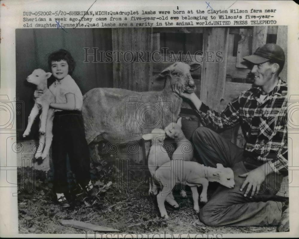 1958 Press Photo Quadruplet Lambs Born at Clayton Wilson Farm, Sheridan Michigan - Historic Images