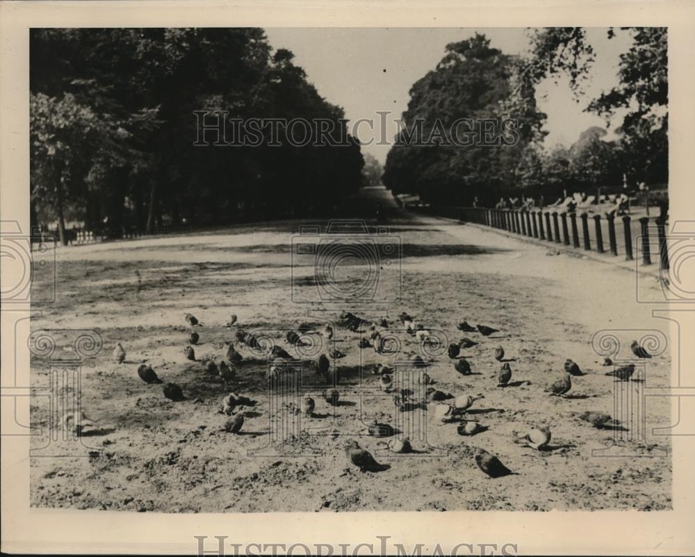 1939 Press Photo London England pigeons  at Hyde Park - Historic Images