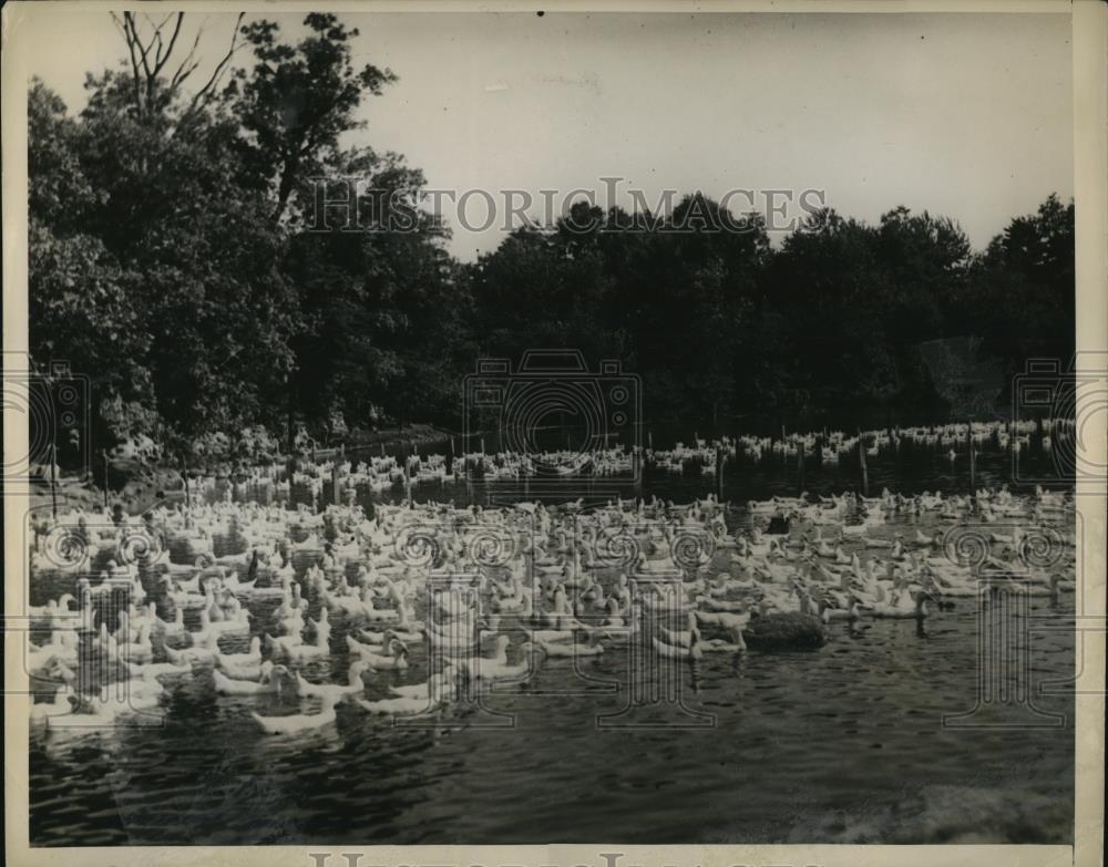 1930 Press Photo Ducks on a pond at Weber Duck farm Sharron Mass - Historic Images