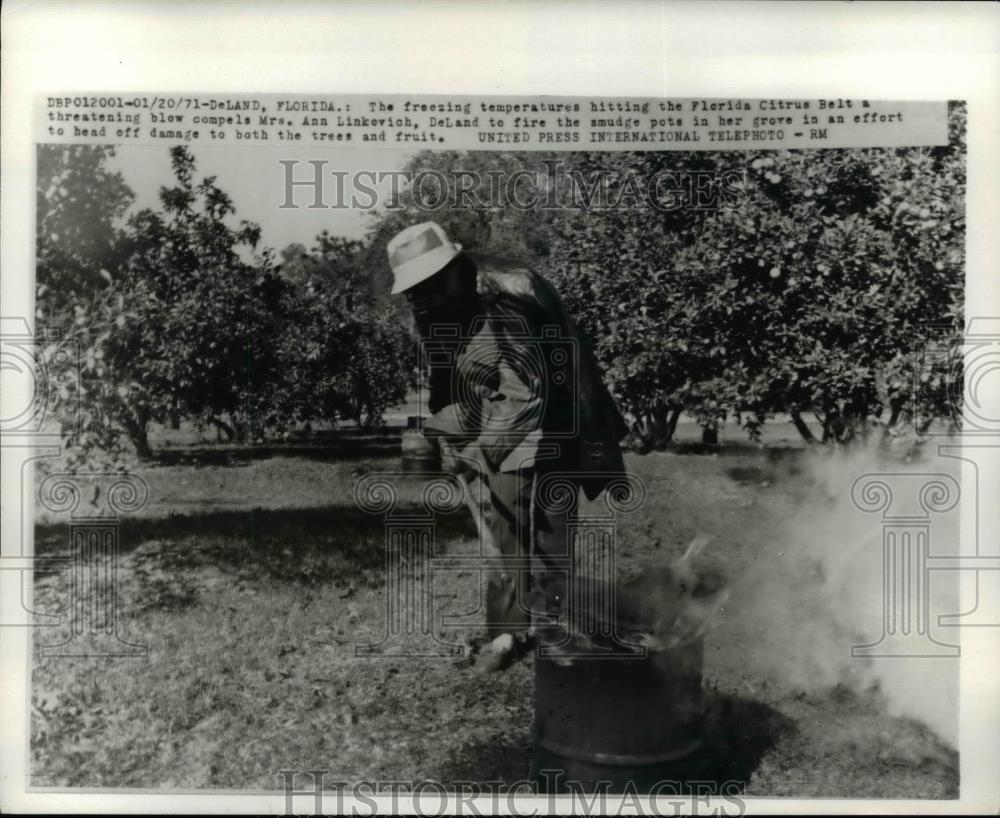 1971 Press Photo Freezing temperatures hitting Florida Citrus Belt - Historic Images