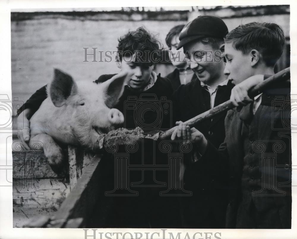 1942 Press Photo Sussex England boys at boarding school feed a pig - Historic Images