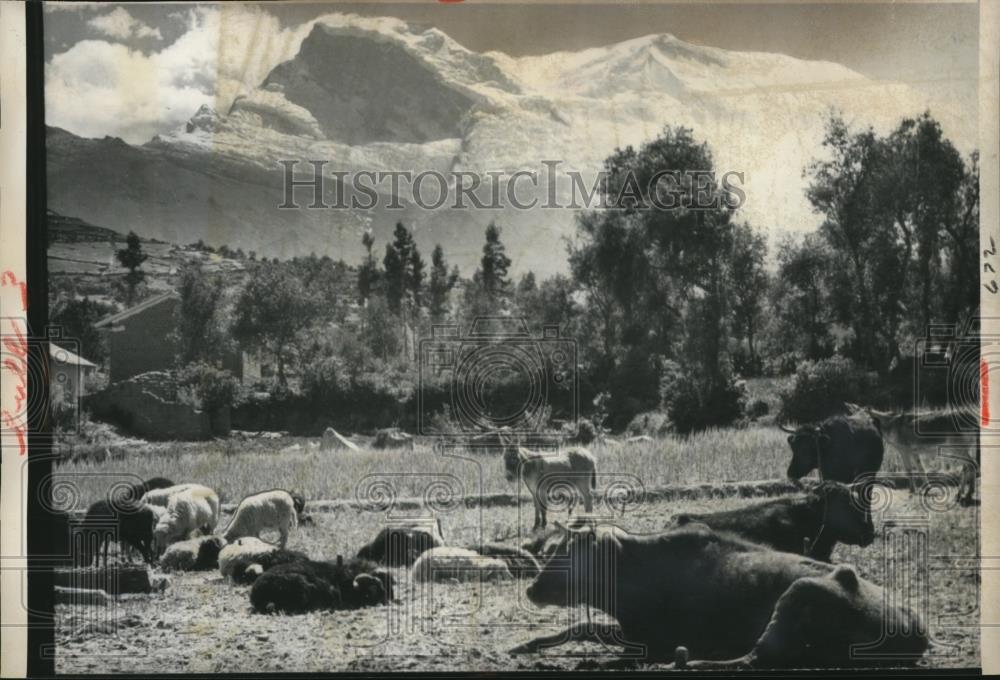 1962 Press Photo The livestock slumber at the foot of the Mt. Huscaran - Historic Images