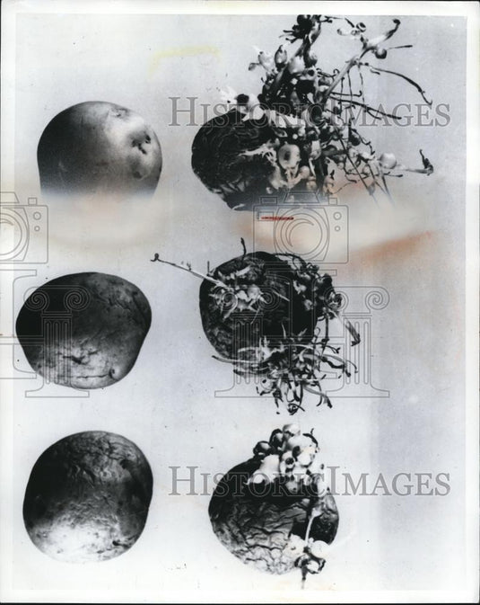 1965 Press Photo Potatoes - Historic Images