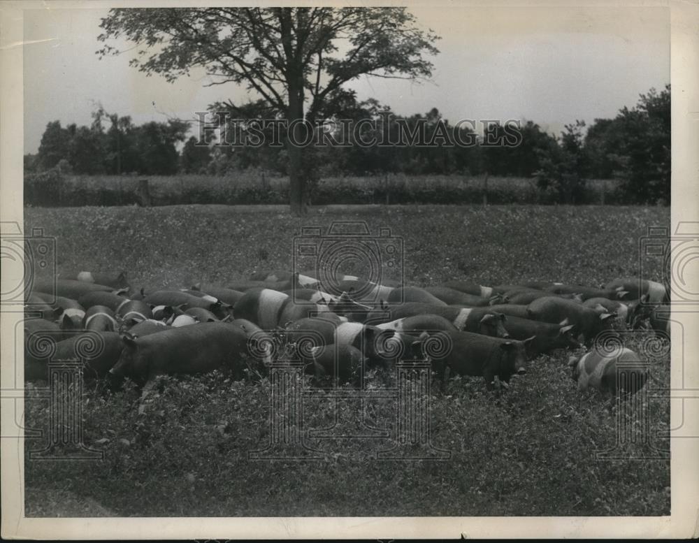 1943 Press Photo Willkie Farm, Rushville, Ind. - Historic Images