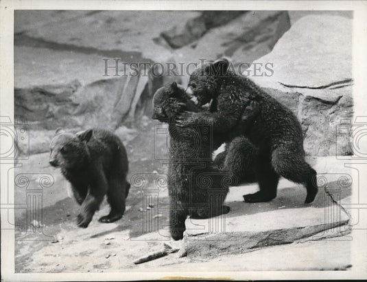 1946 Press Photo Bear Cubs Strangler Bruno & The Mangler Brookfield Zoo Chicago - Historic Images