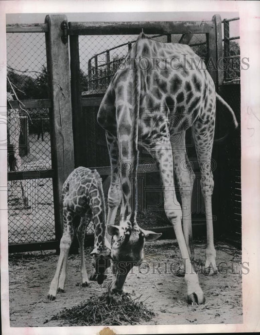 1951 Press Photo Mother and Baby Giraffe in London Zoo - Historic Images