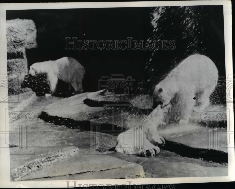 1940 Press Photo Polar bears at Fleishacker zoo in San Francisco - Historic Images