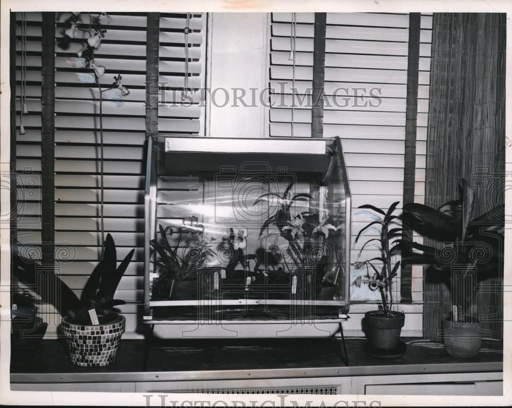 1962 Press Photo Seventeen Orchids growing in Wardian Case by Francis Nelson - Historic Images