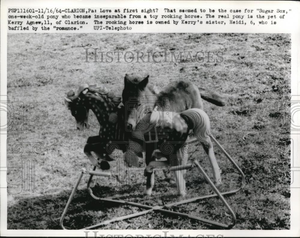 1964 Press Photo Sugar Sox, the little pony with the toy pony - Historic Images