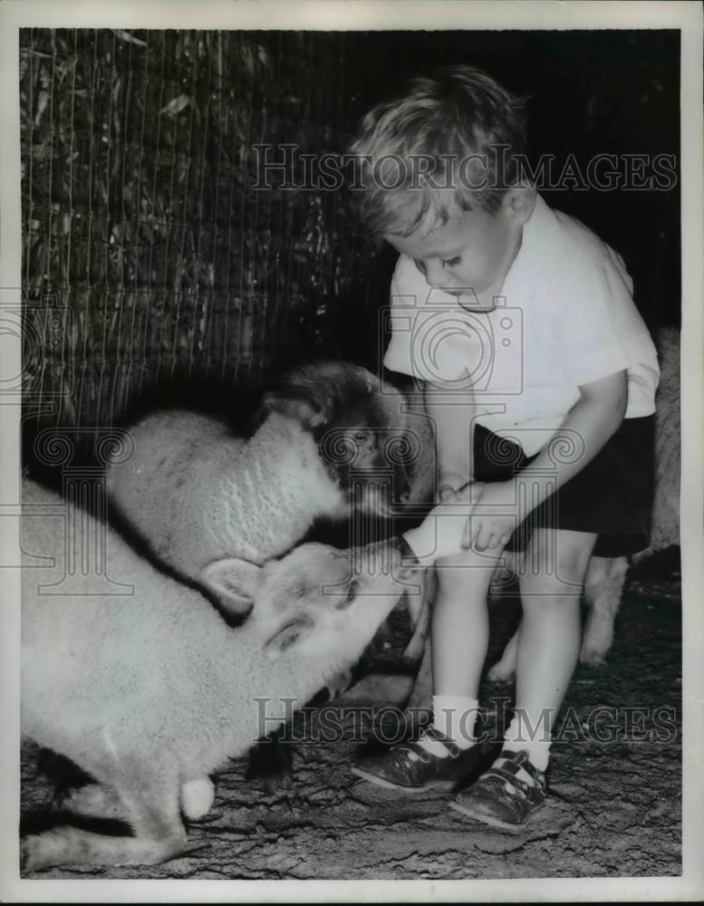 1958 Press Photo Boy Bottle-Feeds Baby Sheep Milk, Silver Springs Florida - Historic Images