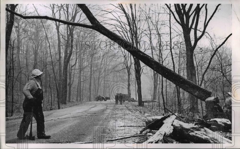 1924 Press Photo Rocky River Ohio diseased elm trees cleared along roads - Historic Images