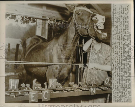 1947 Press Photo The wonderful horse, Lady Wonderful - Historic Images