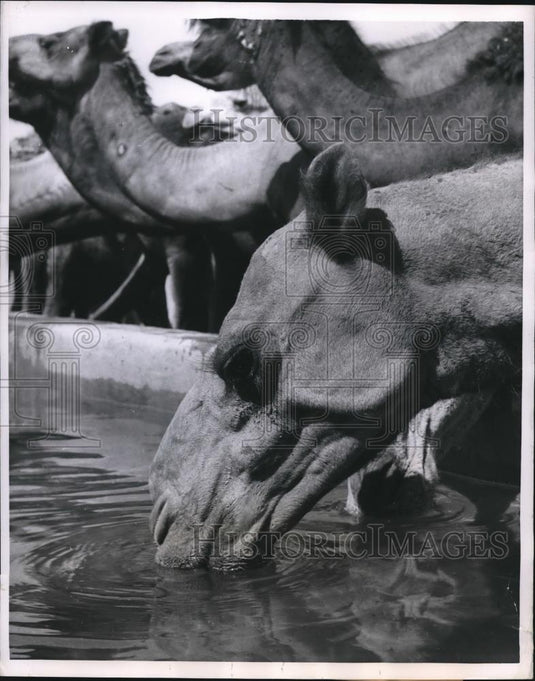 1956 Press Photo A camel drinking about 30 gallons at a gulp - Historic Images