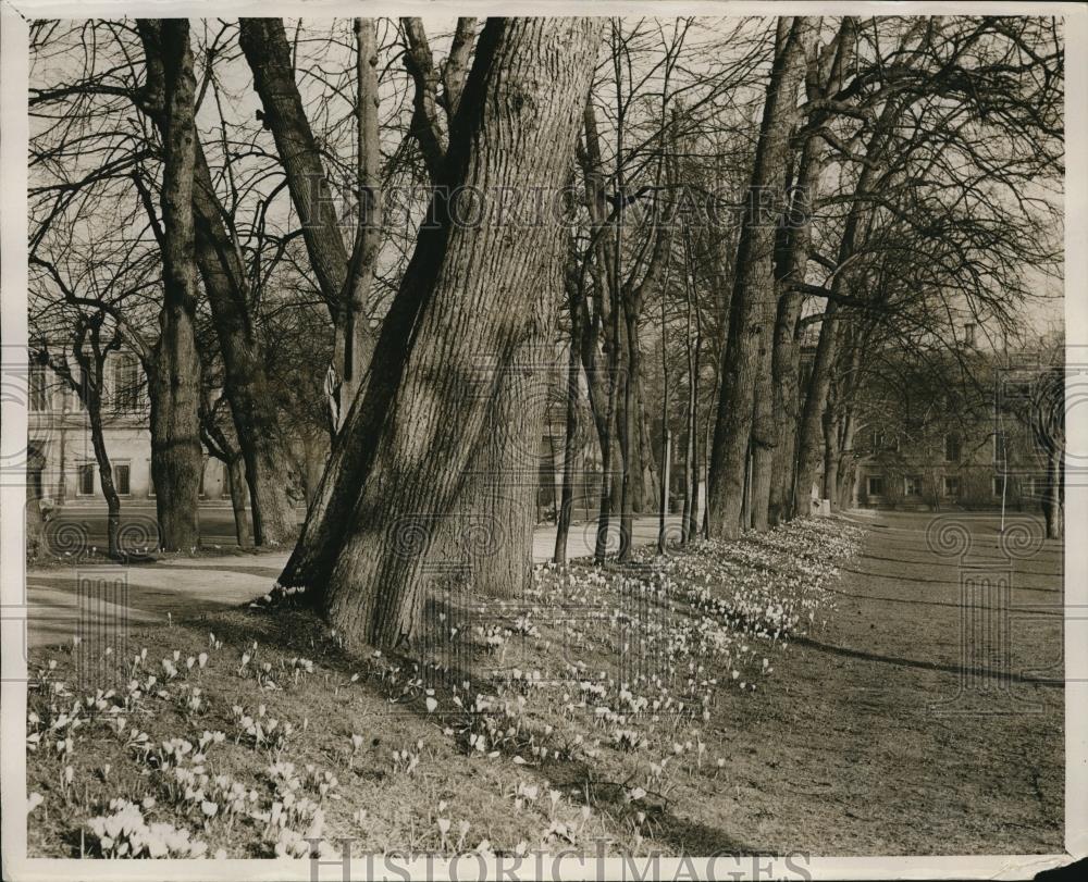 1928 Press Photo Trinity College Cambridge England crocuses in bloom - Historic Images
