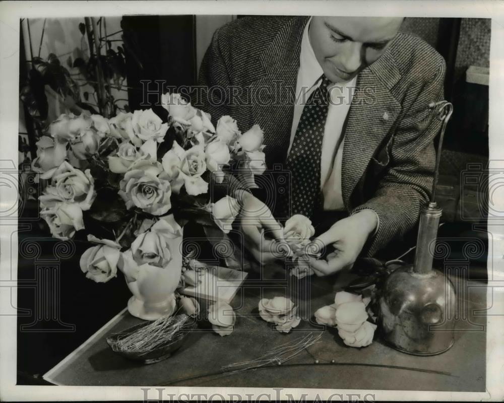 1944 Press Photo Marc Leeds creator of Cabbage Rose picks flower for Giant Rose - Historic Images