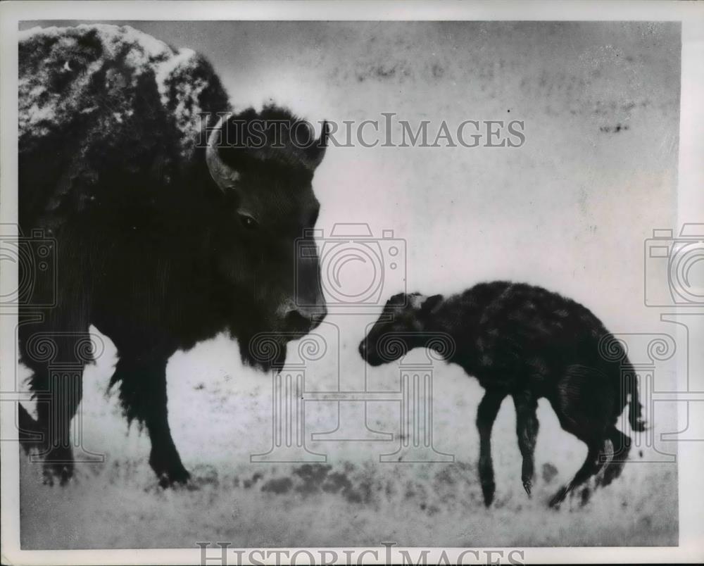 1954 Press Photo Mother Buffalo &amp; Baby - nee36702 - Historic Images