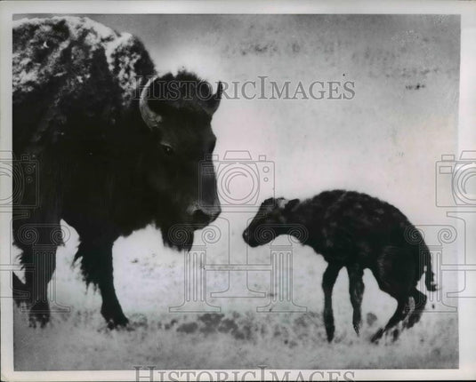 1954 Press Photo Mother Buffalo & Baby - nee36702 - Historic Images