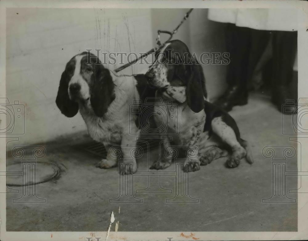 1932 Press Photo Walhampton Nightshade and Walhampton Lynnewood Basset Hounds - Historic Images