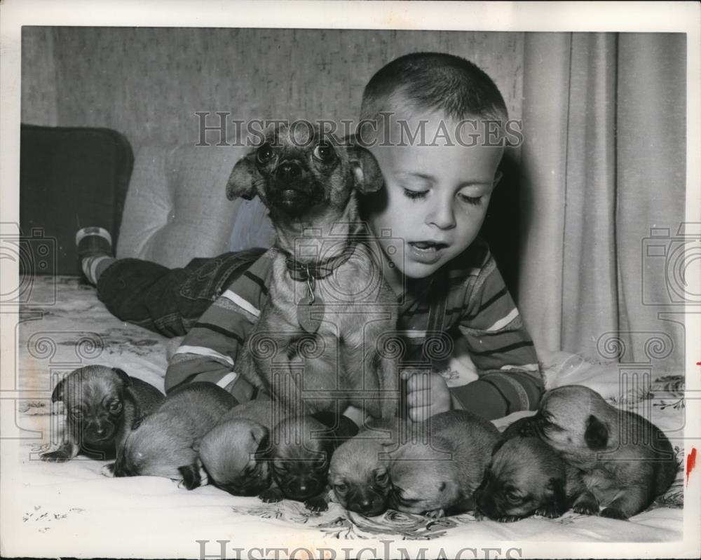 1961 Press Photo Dallas Texas Ken Johnson his chihuahua &amp; her 15 puppies - Historic Images