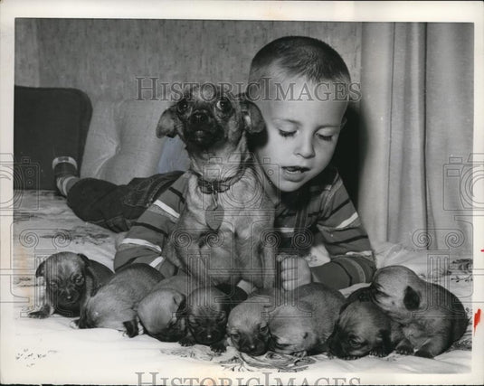 1961 Press Photo Dallas Texas Ken Johnson his chihuahua & her 15 puppies - Historic Images