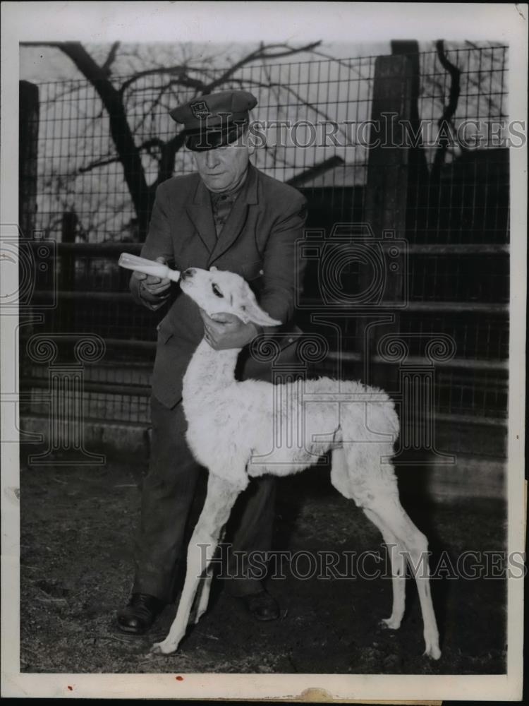 1945 Press Photo George Block at Lincoln Park Zoo - Historic Images