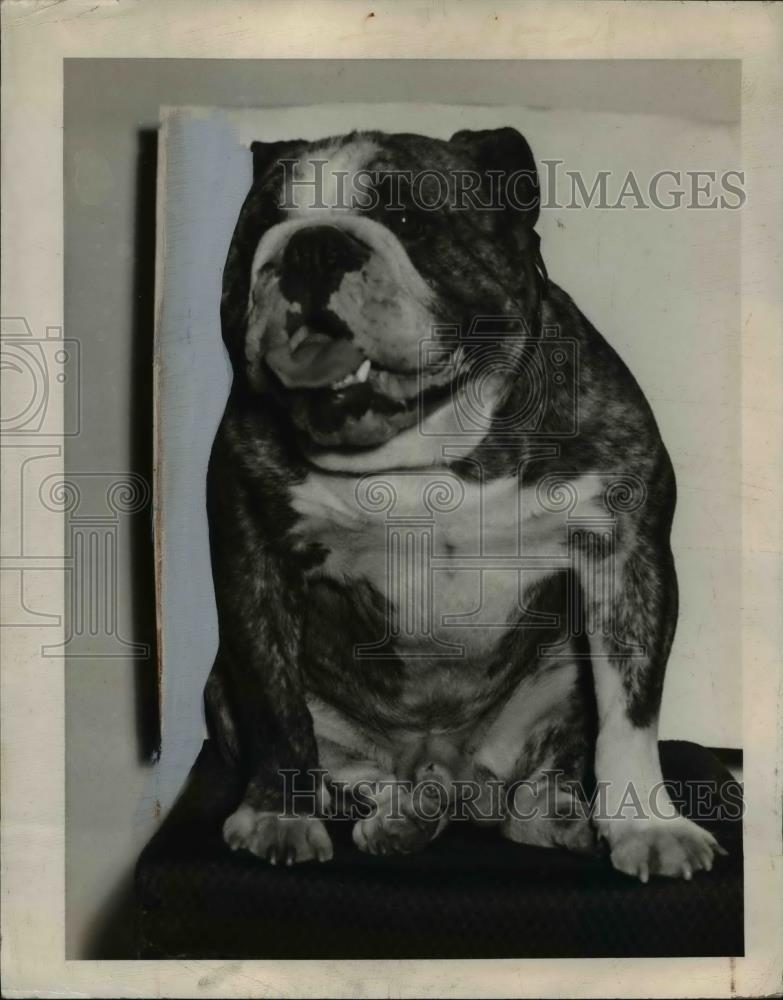 1944 Press Photo Netherdene Select English Bulldog - Historic Images