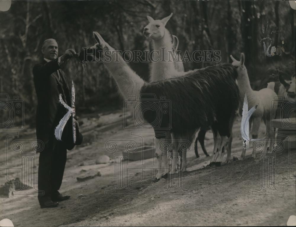 1921 Press Photo Senator Reed Smoot of Utah & llamas at a zoo - Historic Images