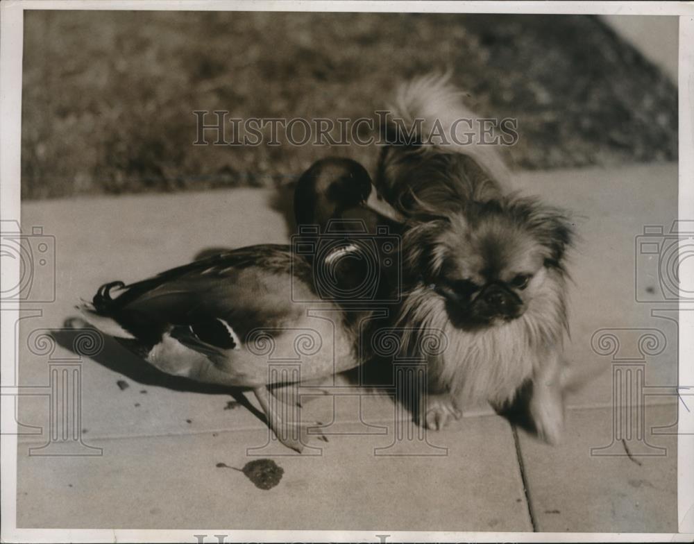 1935 Press Photo A mallard duck &amp; a pekeniese dog in LA Calif - Historic Images