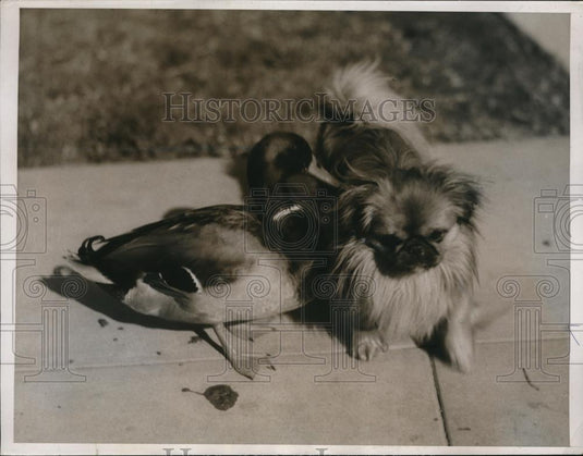 1935 Press Photo A mallard duck & a pekeniese dog in LA Calif - Historic Images
