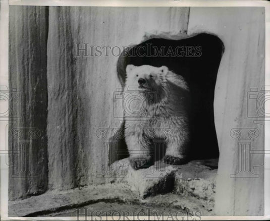 1950 Press Photo Cub at the entrance of his den & wondering - Historic Images
