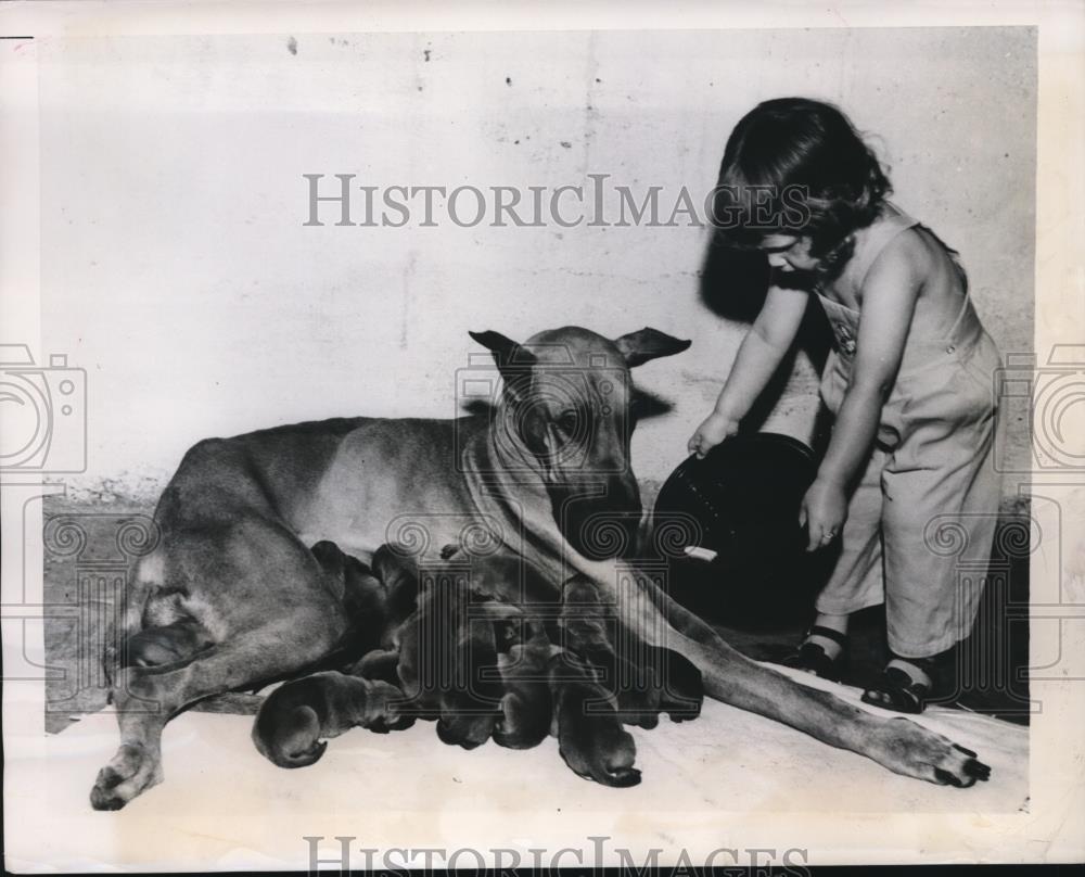 1948 Press Photo St Louis Mo Cheryl Wilson age 2 a Great Dane &amp; 15 pups - Historic Images