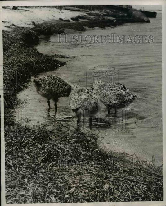 1949 Press Photo 3 Seagulls on Shoreline - Historic Images