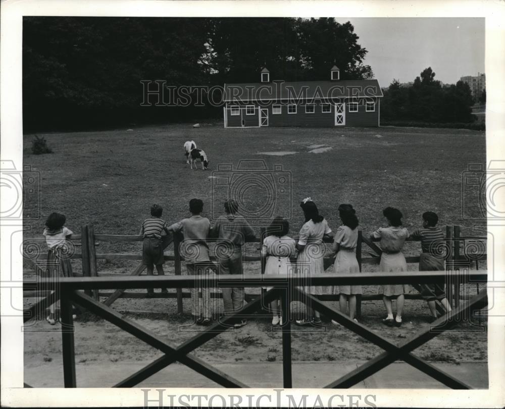 1942 Press Photo Youngsters Watching Horse In Bronx New York Park - Historic Images