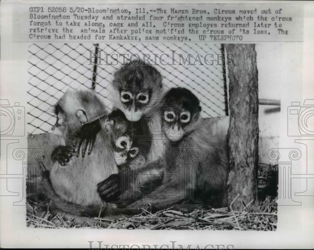 1958 Press Photo The Hagen Brothers Circus Monkeys - Historic Images