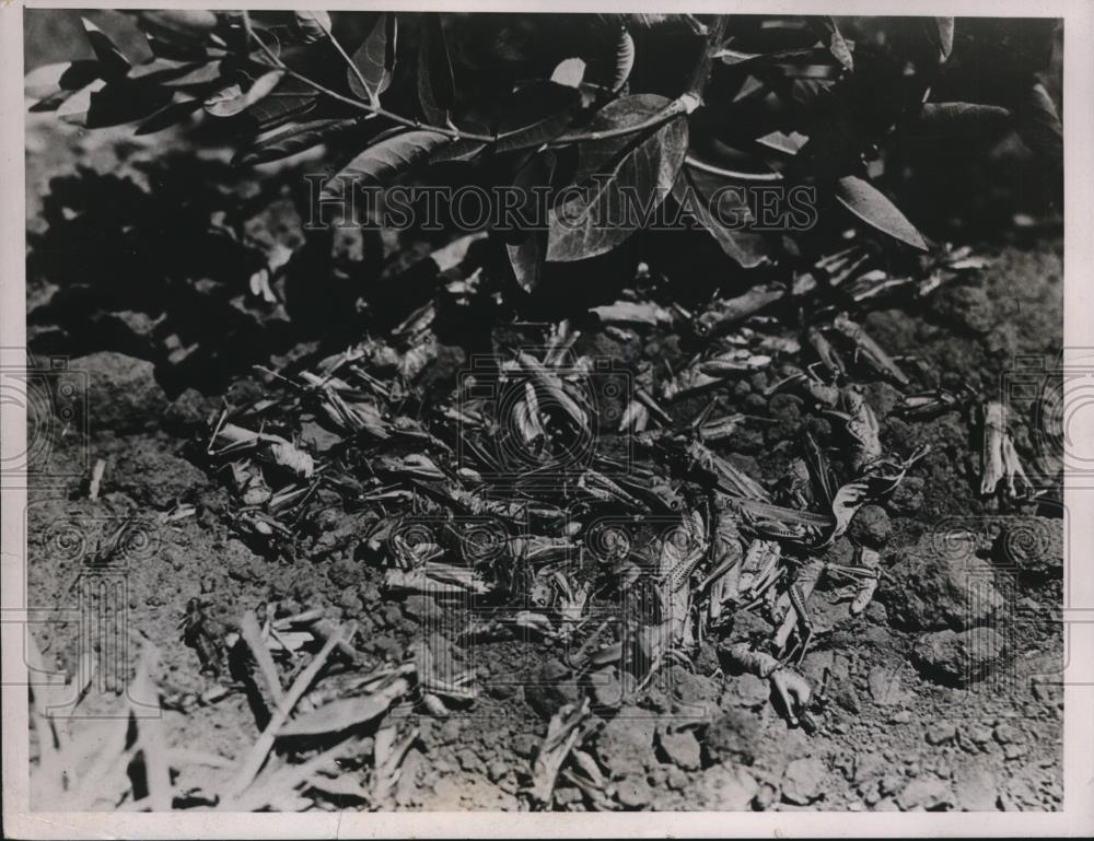 1936 Press Photo Grasshoppers Ravage Midwestern Farms - Historic Images