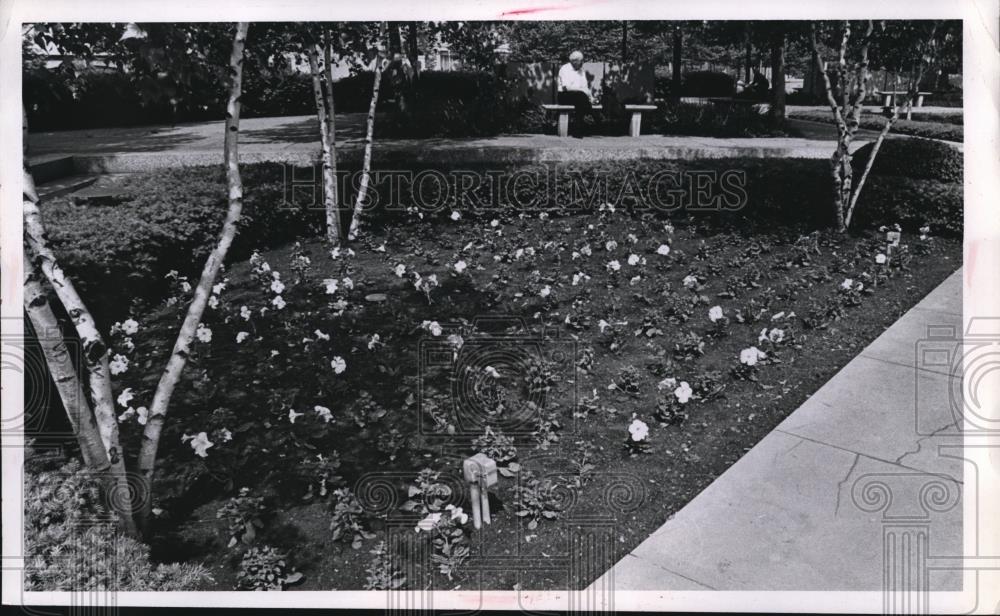 1970 Press Photo The Petunias and clump birches at the fountain area - Historic Images