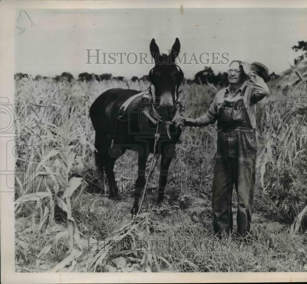 Press Photo Man in Field with His Mule - Historic Images