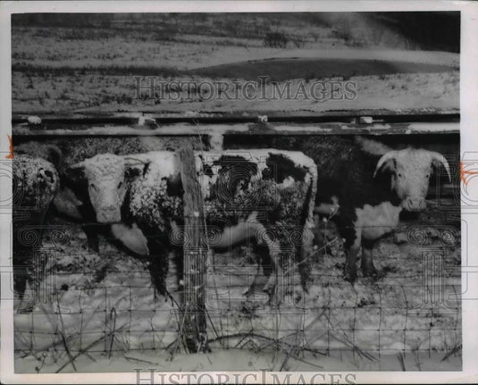1955 Press Photo Snow Covered Steers in Blizzard Tonganoxie Kansas - Historic Images