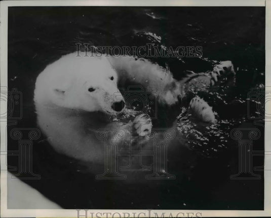 1951 Press Photo Polar Bear at Aukland's Zoological Cardems - Historic Images