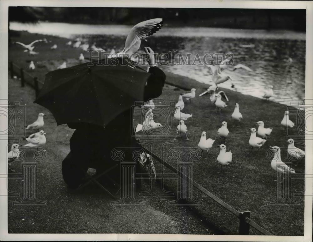 1957 Press Photo Mrs. Lawrence, the gull and pigeons at St. James Park in London - Historic Images