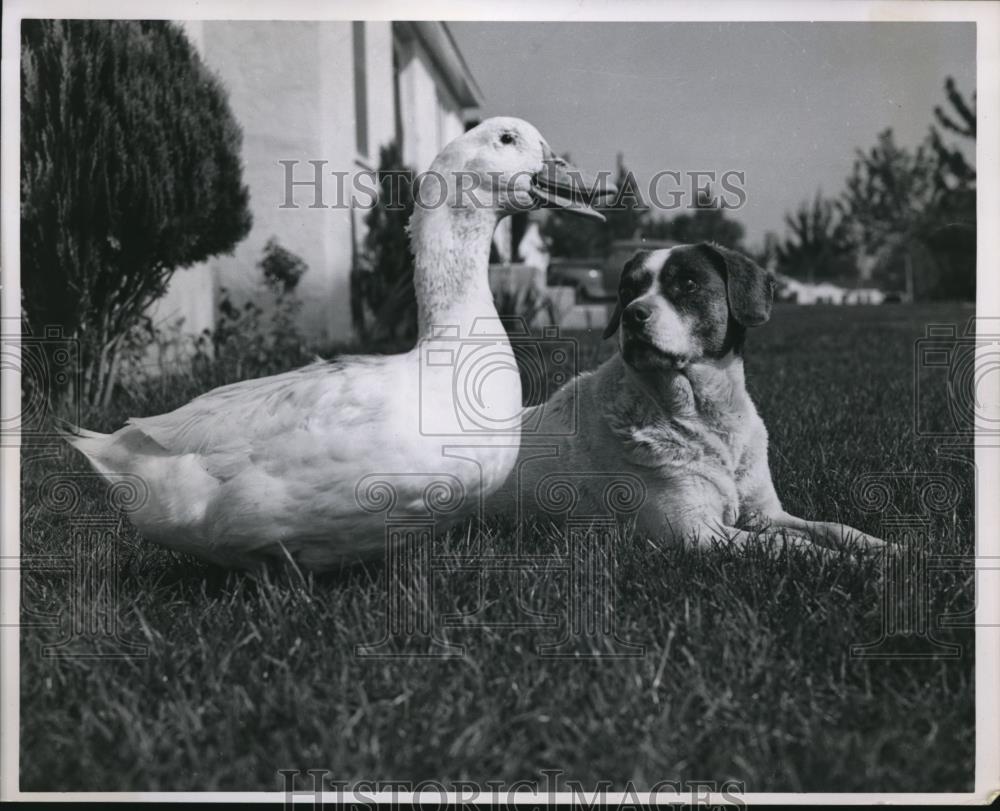 1953 Press Photo A duck and a dog who are buddies - Historic Images