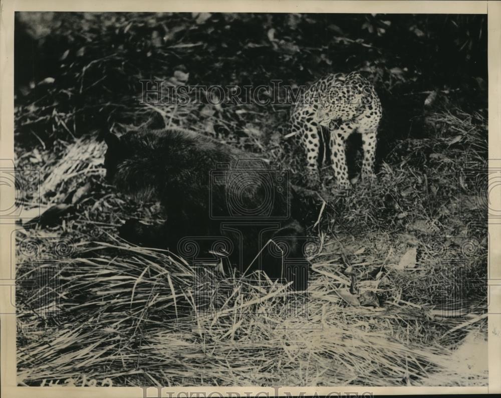 1934 Press Photo Malayan bear &amp; a leopard in film Devil Tiger - Historic Images