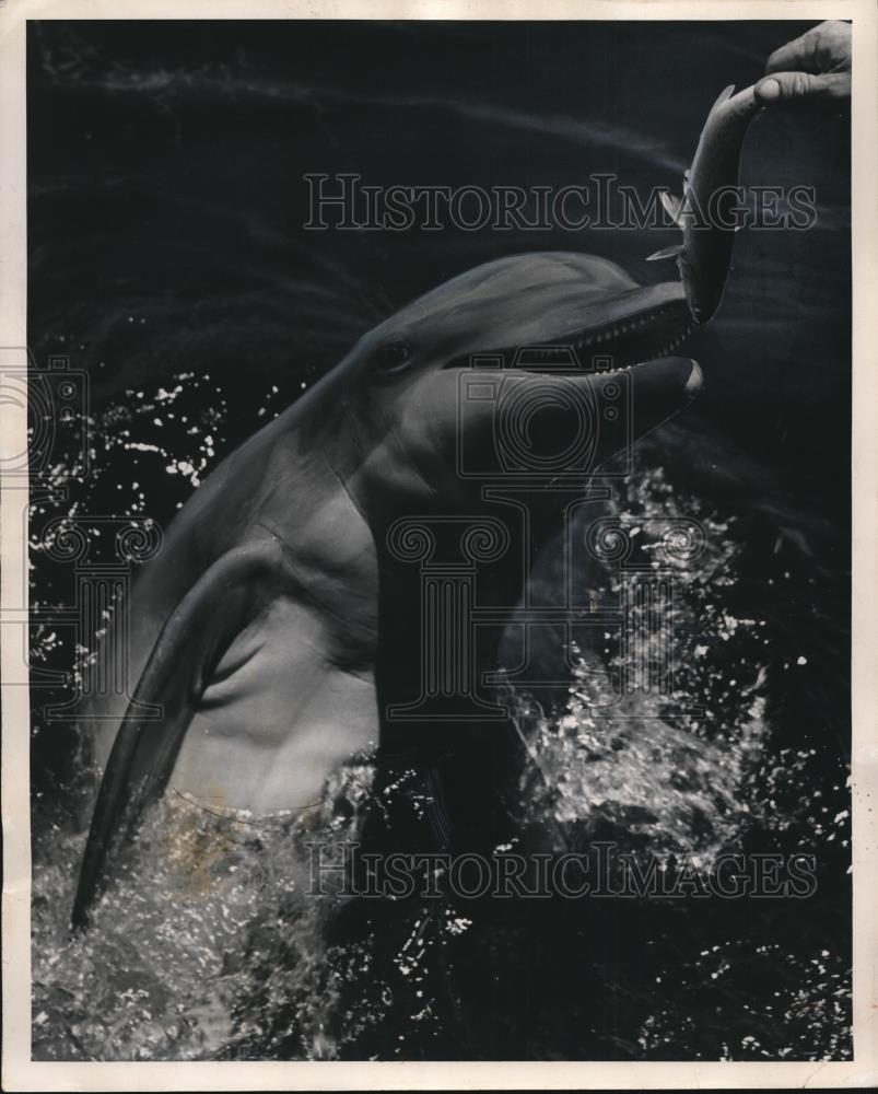 1947 Press Photo Miami Dolphin Show Attraction &quot;Theater Of The Seas&quot; - Historic Images